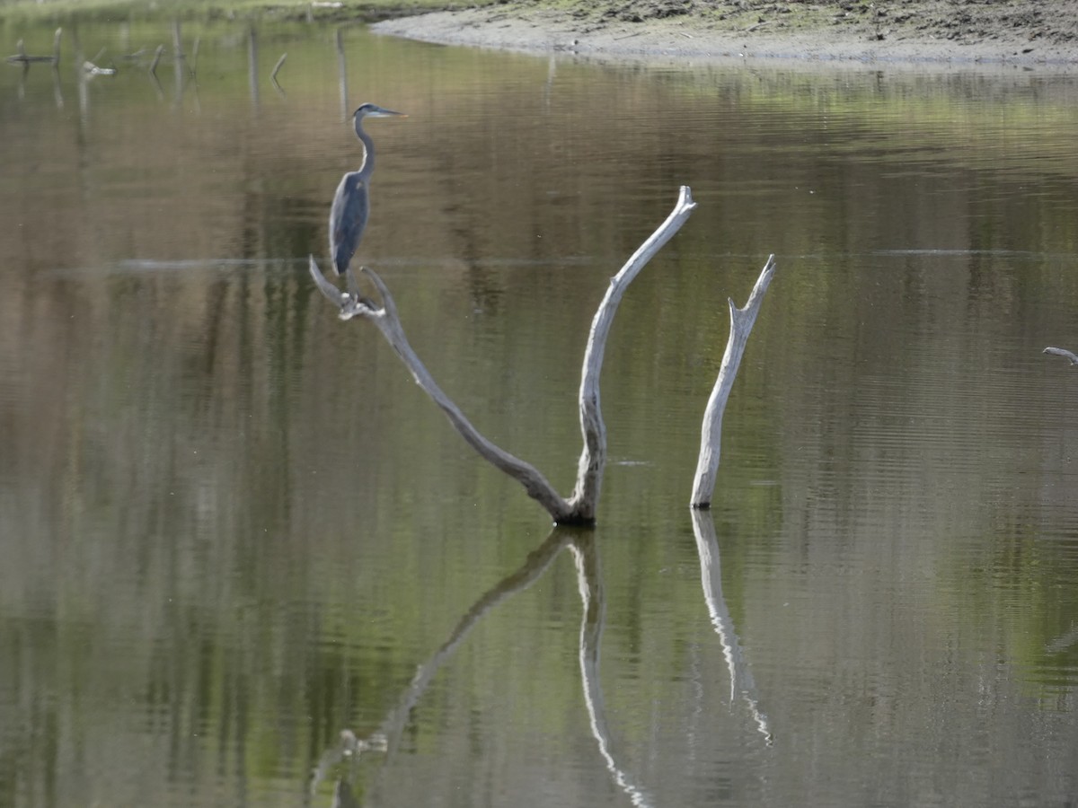 Great Blue Heron - ML615938605