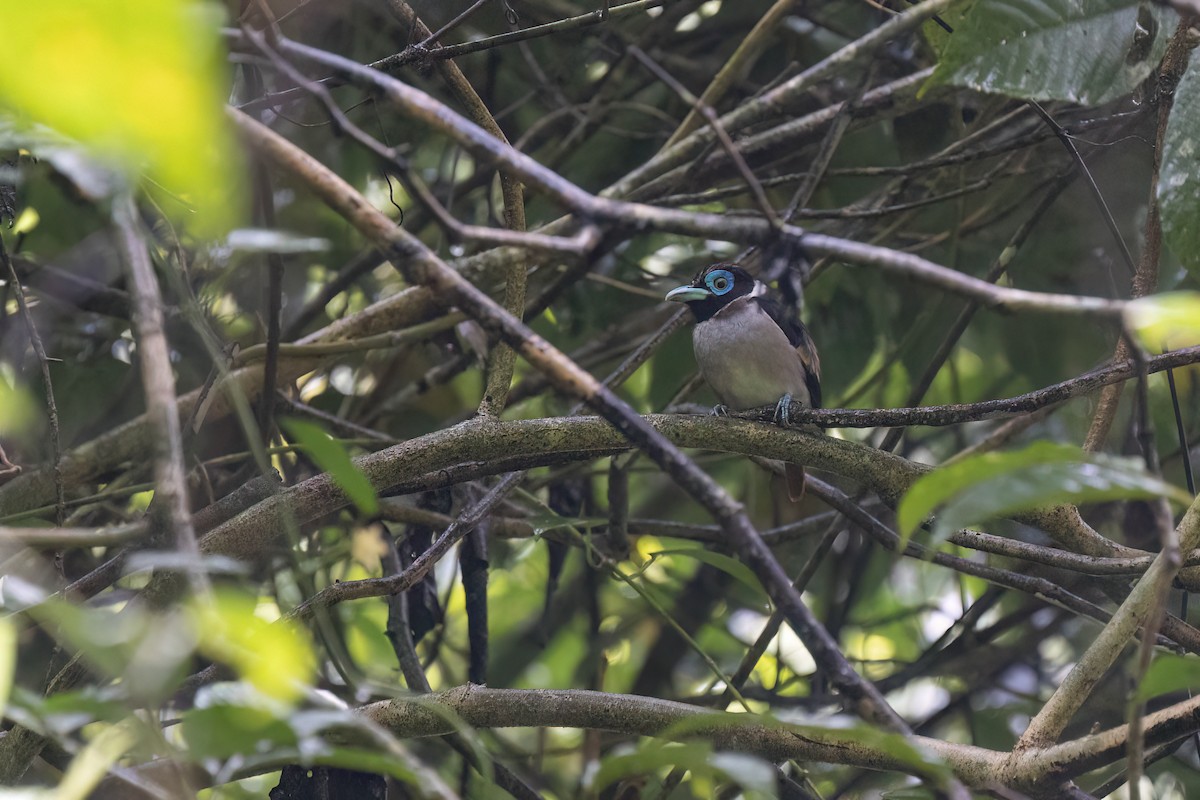 Wattled Broadbill - ML615938650