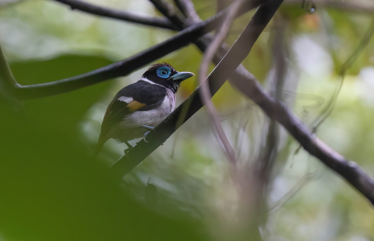 Wattled Broadbill - ML615938656