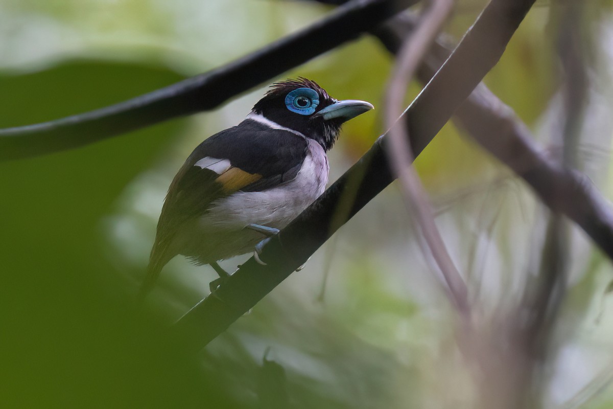 Wattled Broadbill - ML615938662