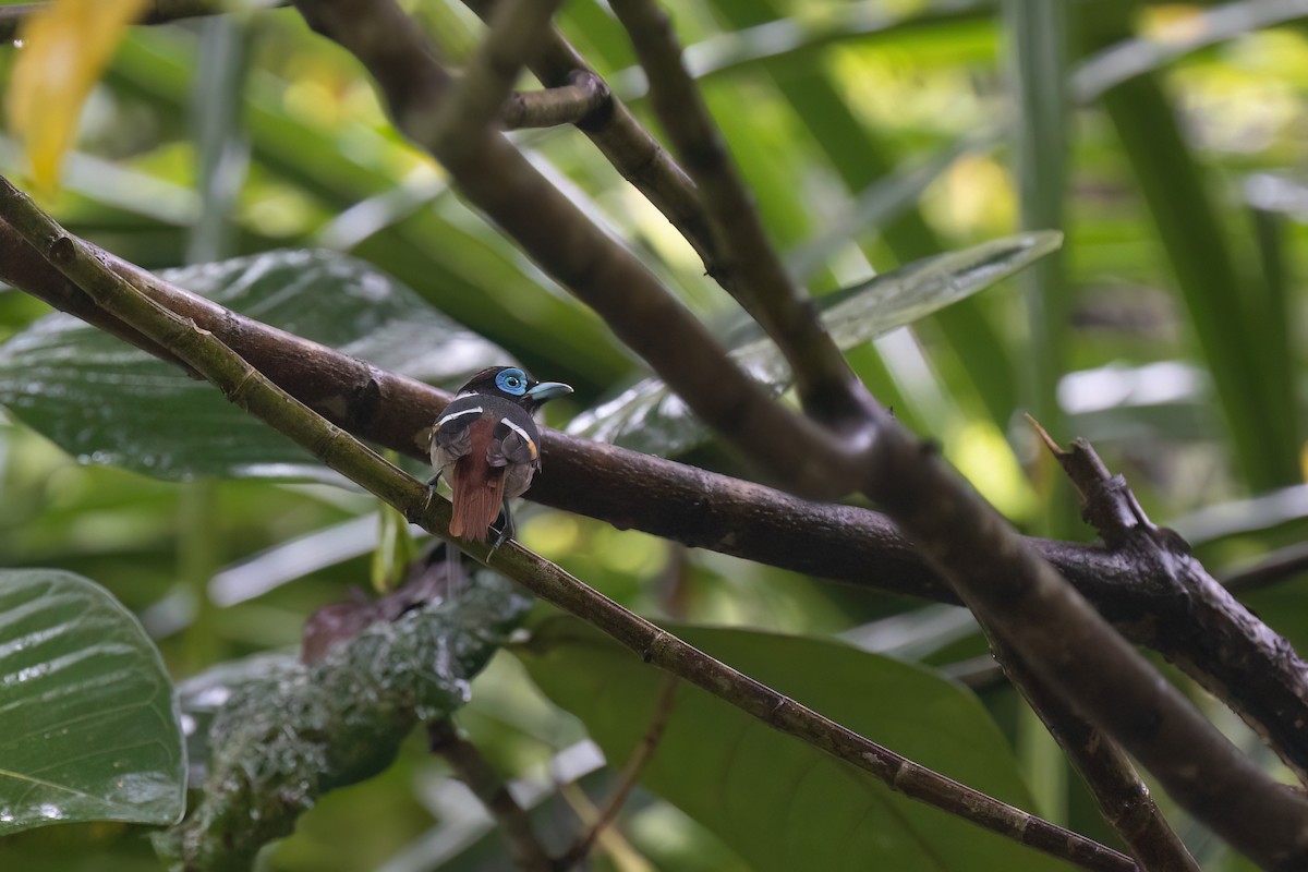 Wattled Broadbill - ML615938671