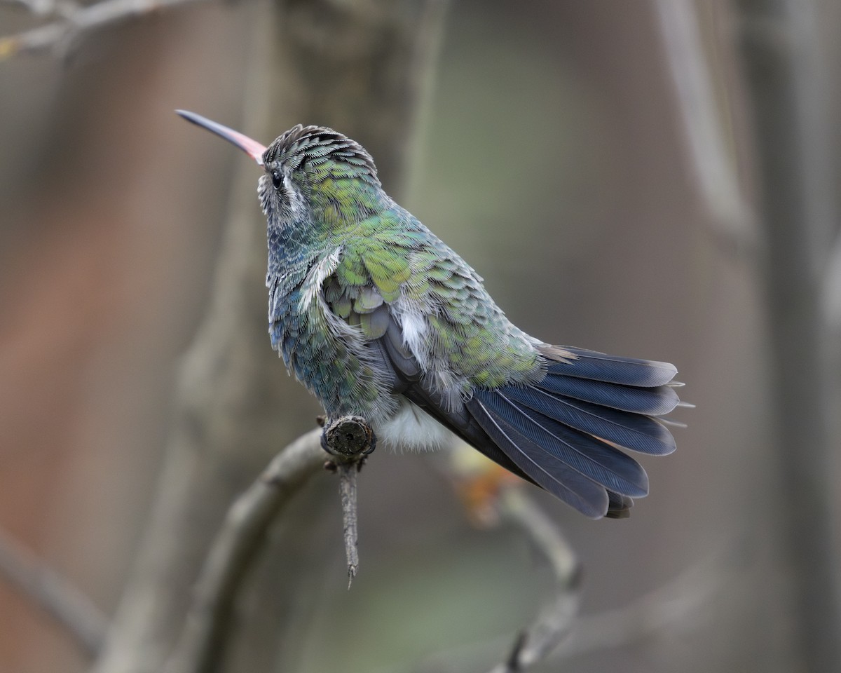 Broad-billed Hummingbird - Steve Abbott
