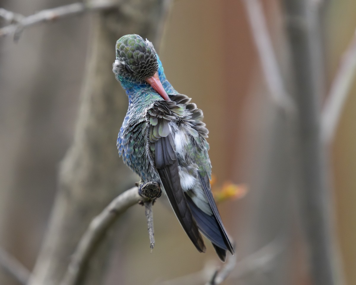 Broad-billed Hummingbird - Steve Abbott
