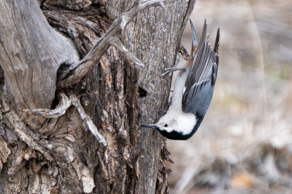 Каролинский поползень - ML615938734