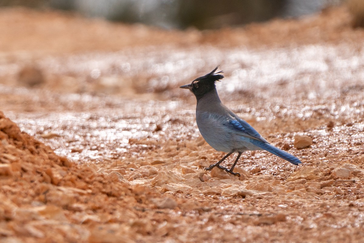 Стеллерова сойка [группа diademata] - ML615938741