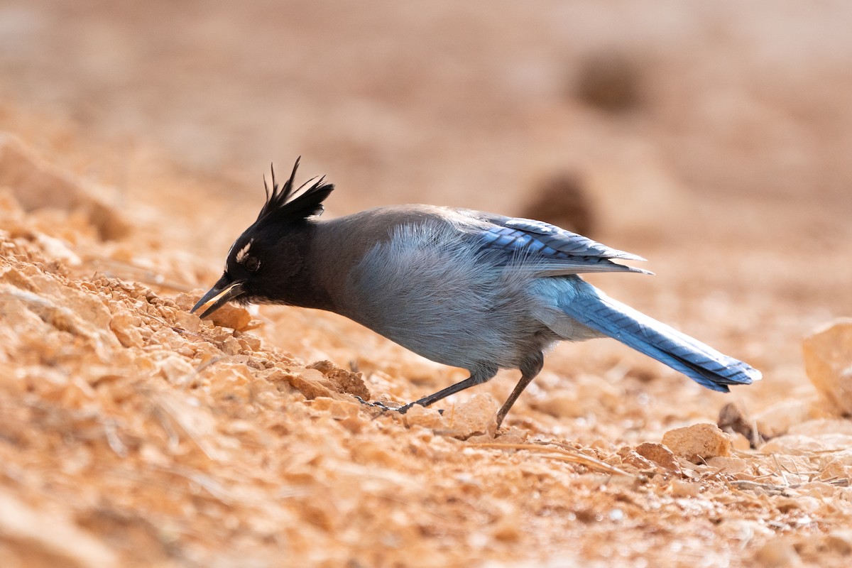 Стеллерова сойка [группа diademata] - ML615938742