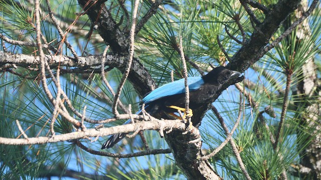 Yucatan Jay - ML615938743