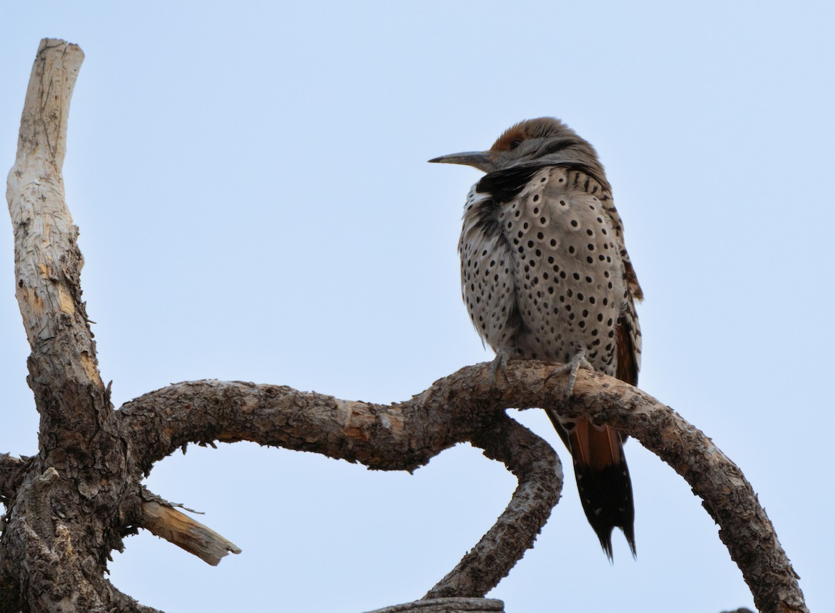 Шилоклювый дятел - ML615938770