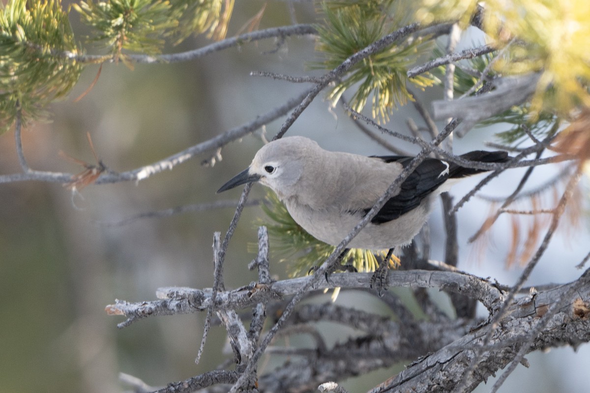 Американская кедровка - ML615938774