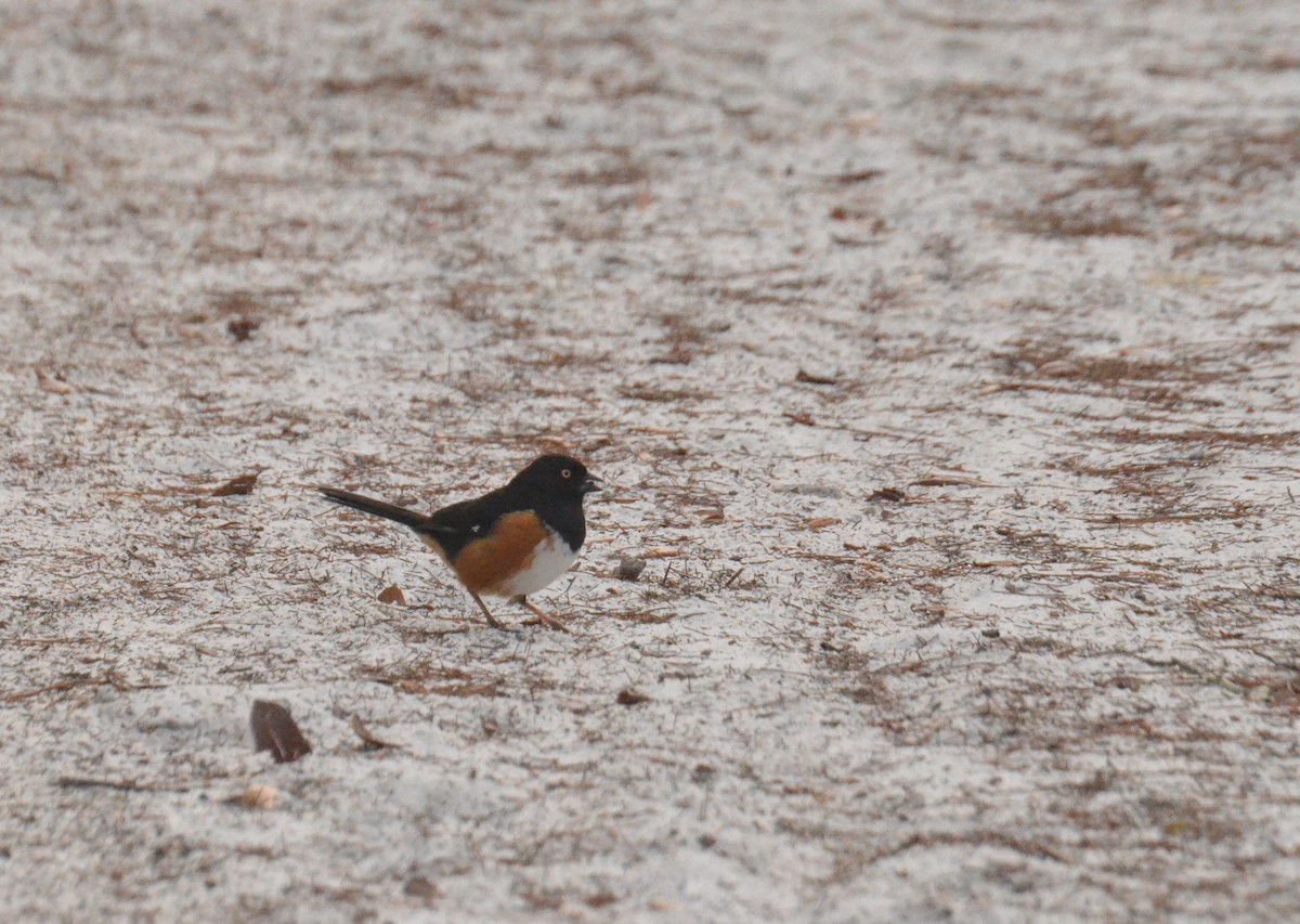 Eastern Towhee - ML615938885