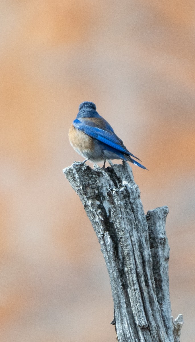 Западная сиалия - ML615938889