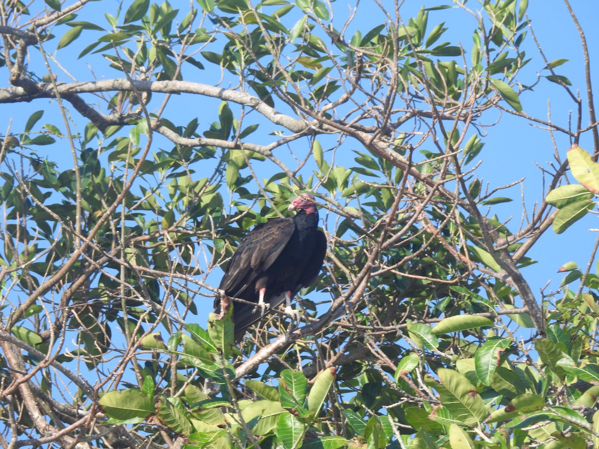 Turkey Vulture - ML615938931