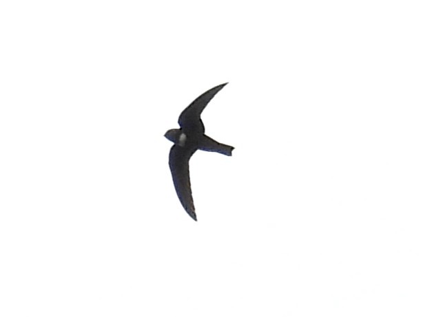 White-chested Swift - ML615938942