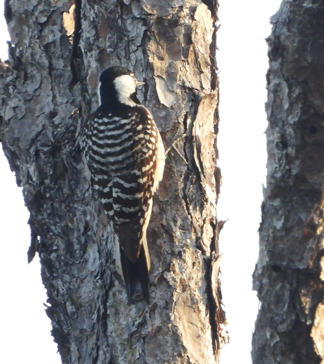 Red-cockaded Woodpecker - Mark Penkower
