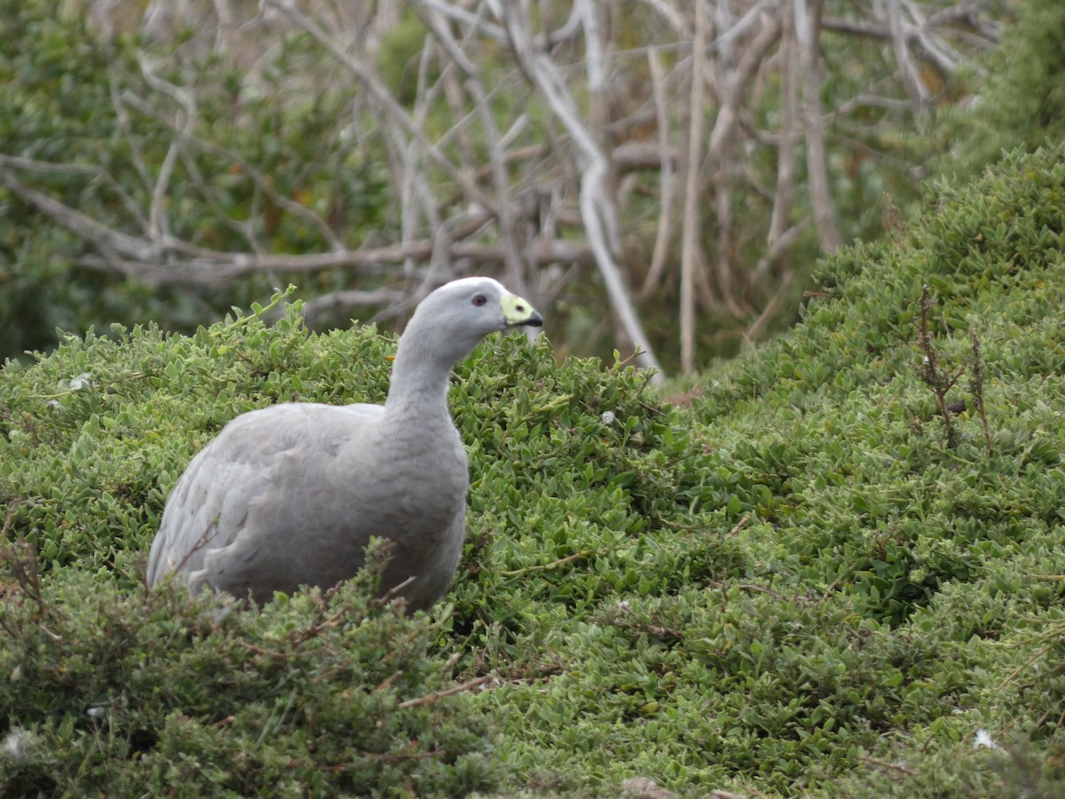 Cape Barren Goose - Eneko Azkue