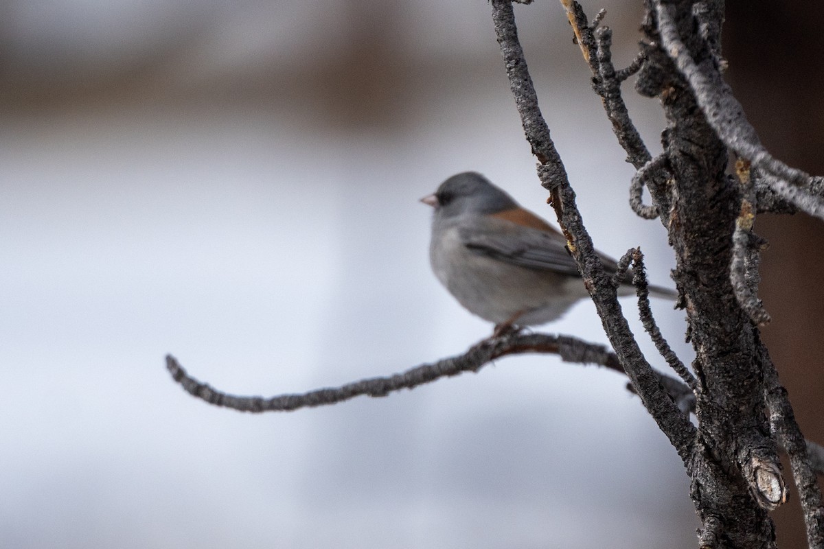 Серый юнко (caniceps) - ML615938978