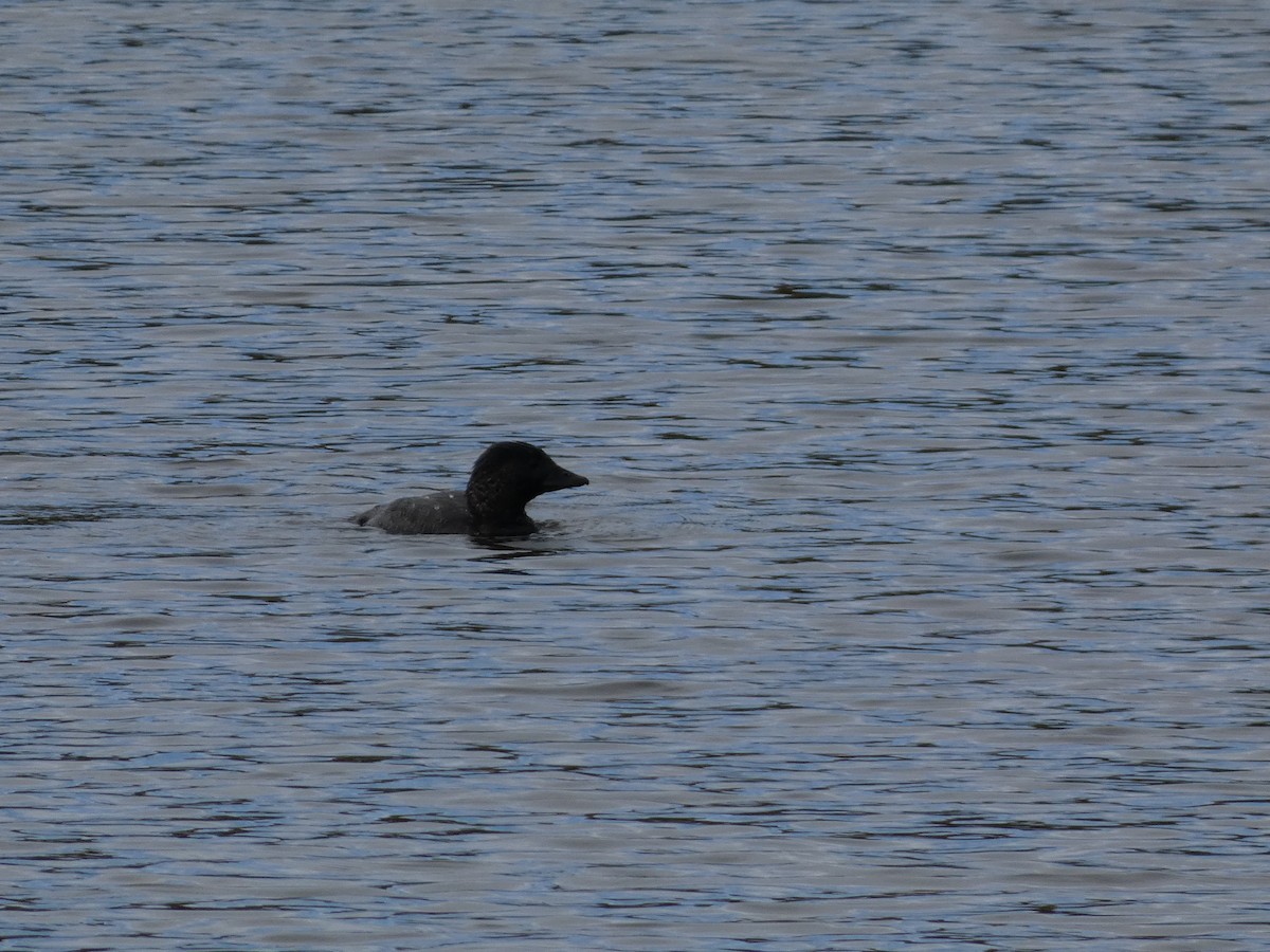 Musk Duck - Eneko Azkue