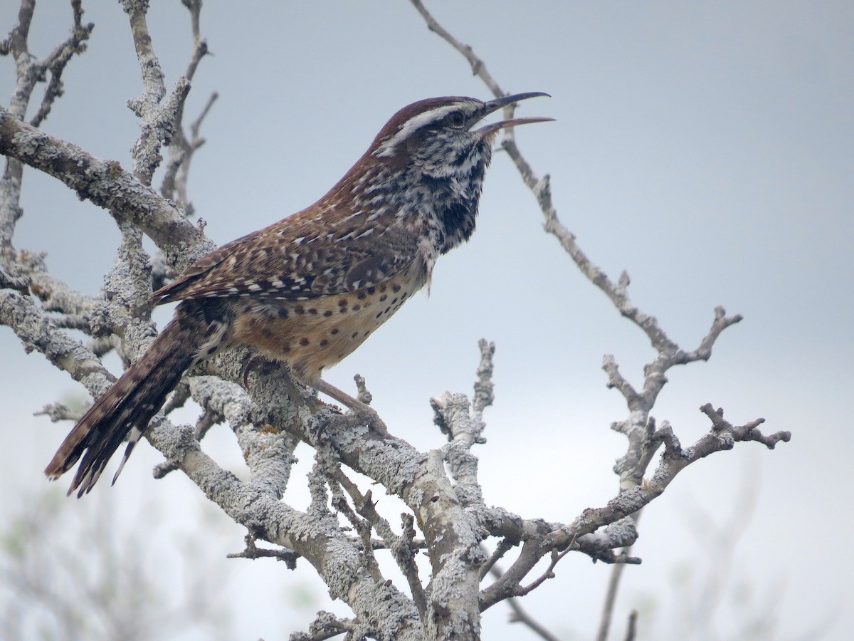 Cactus Wren - Brandon Lentz