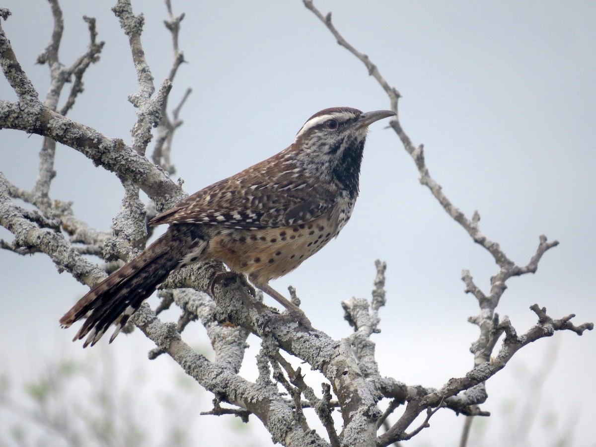 Cactus Wren - Brandon Lentz