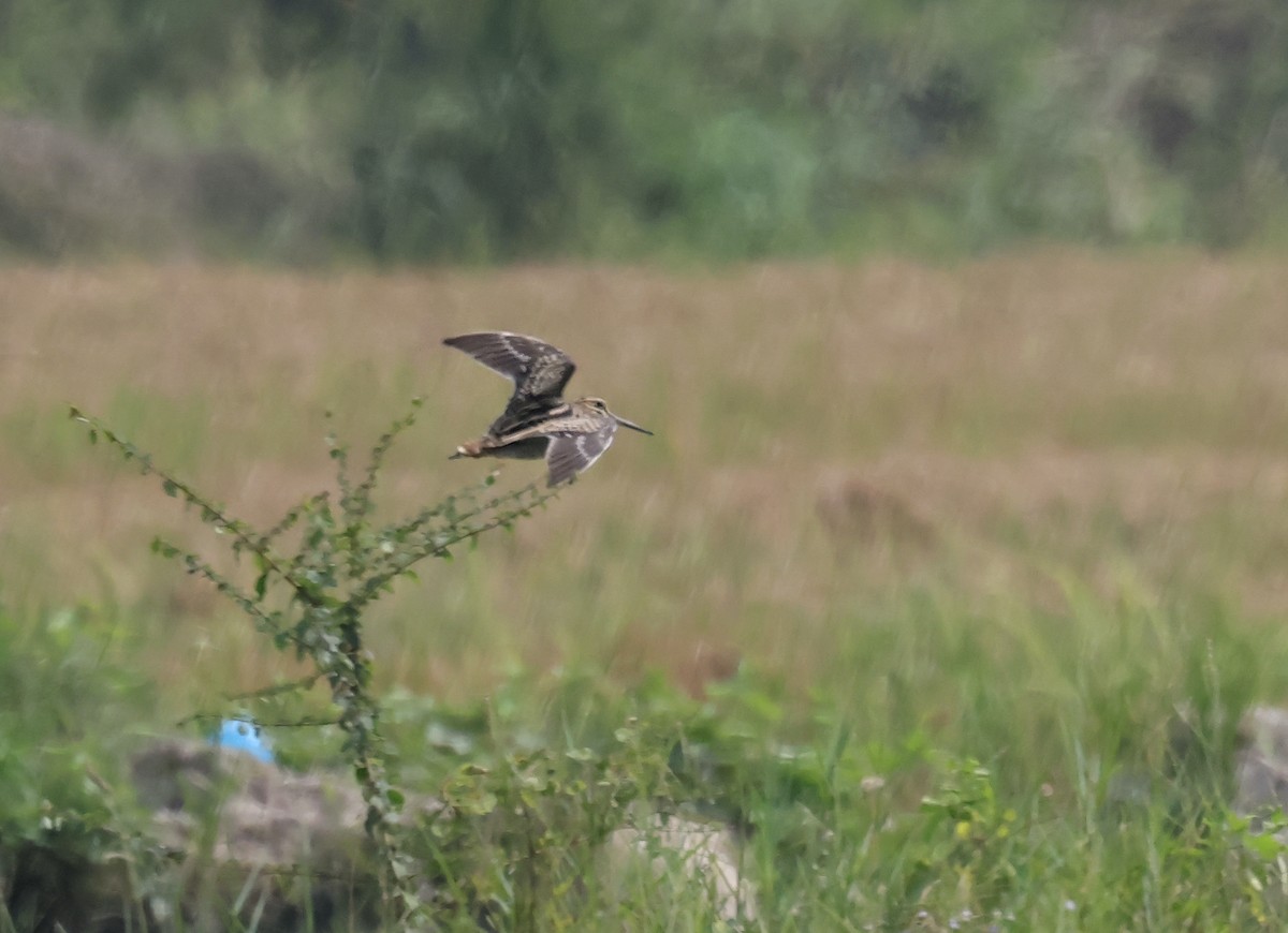 Pin-tailed Snipe - Geir Svaba Birkeland