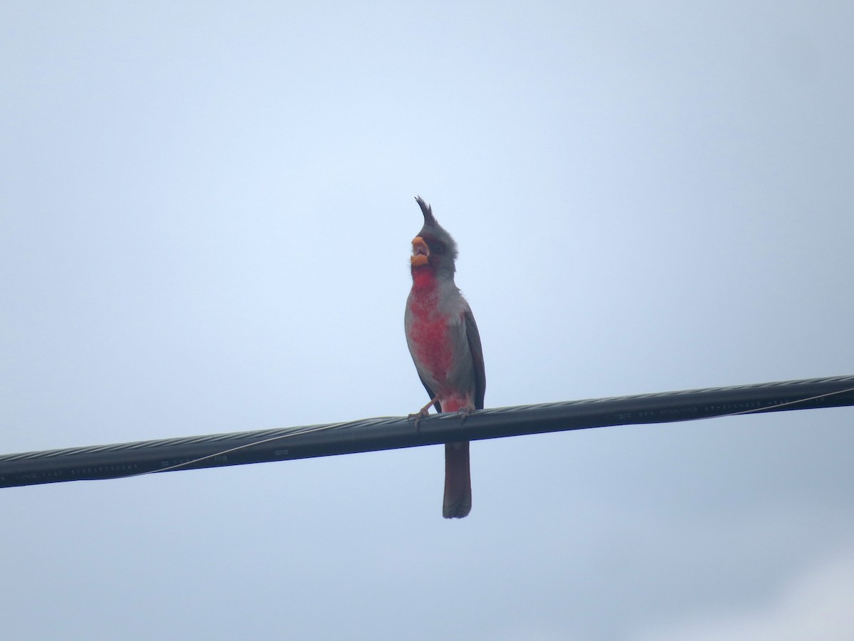 Pyrrhuloxia - Brandon Lentz