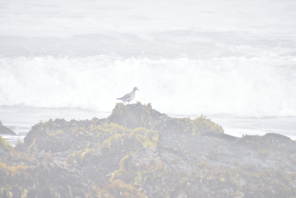 Surfbird - ML615939085