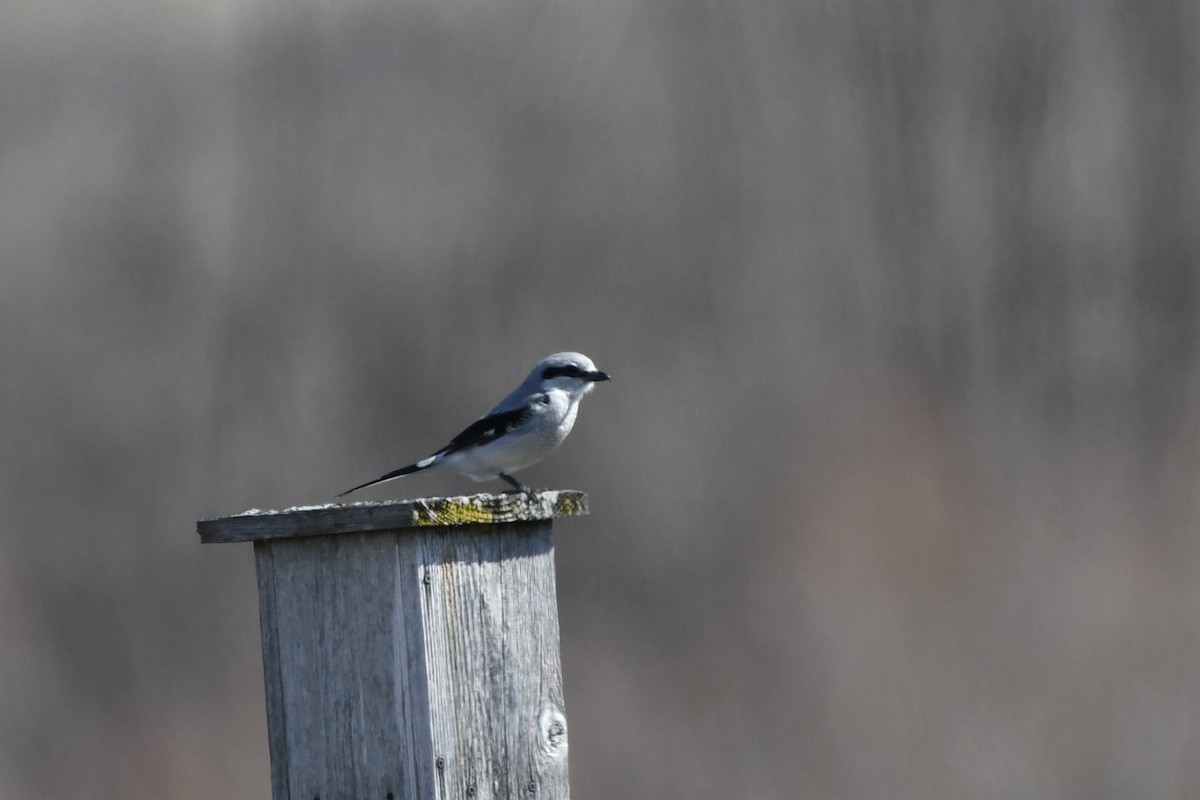 Northern Shrike - ML615939104