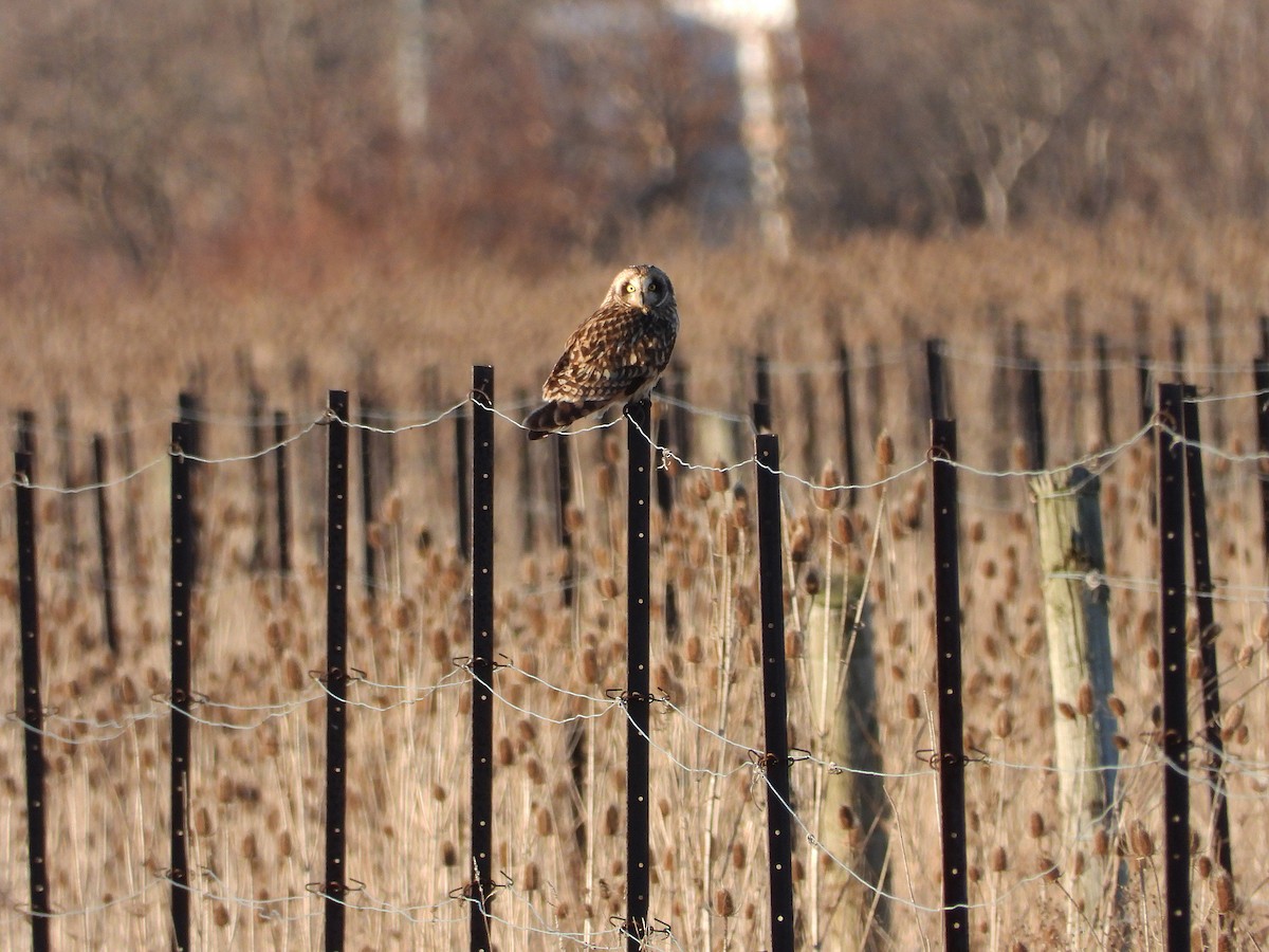 Short-eared Owl - ML615939132