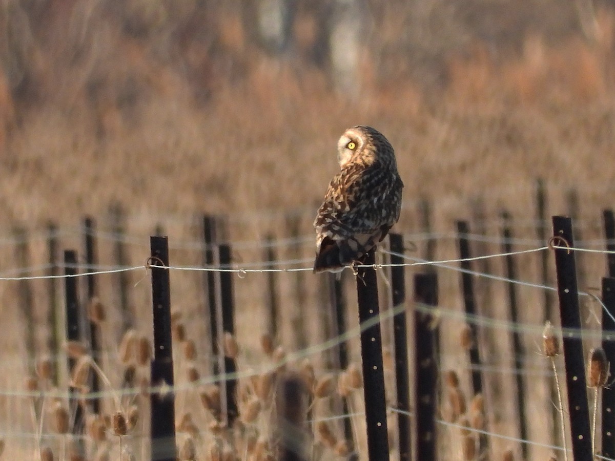 Short-eared Owl - ML615939142