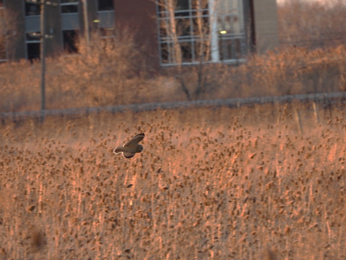 Short-eared Owl - ML615939144