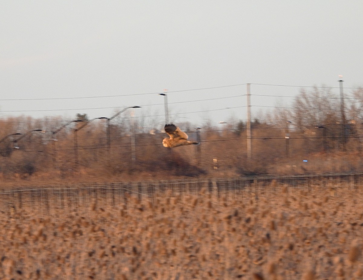 Short-eared Owl - ML615939149