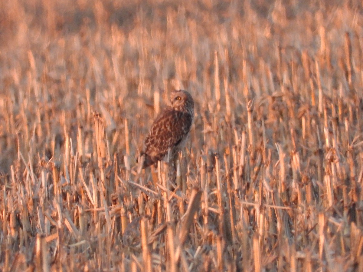 Short-eared Owl - ML615939165