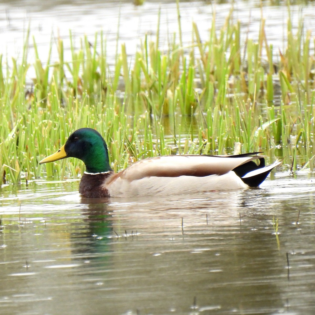 Mallard - ML615939189