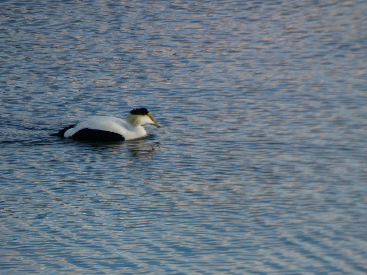 Common Eider - ML615939273