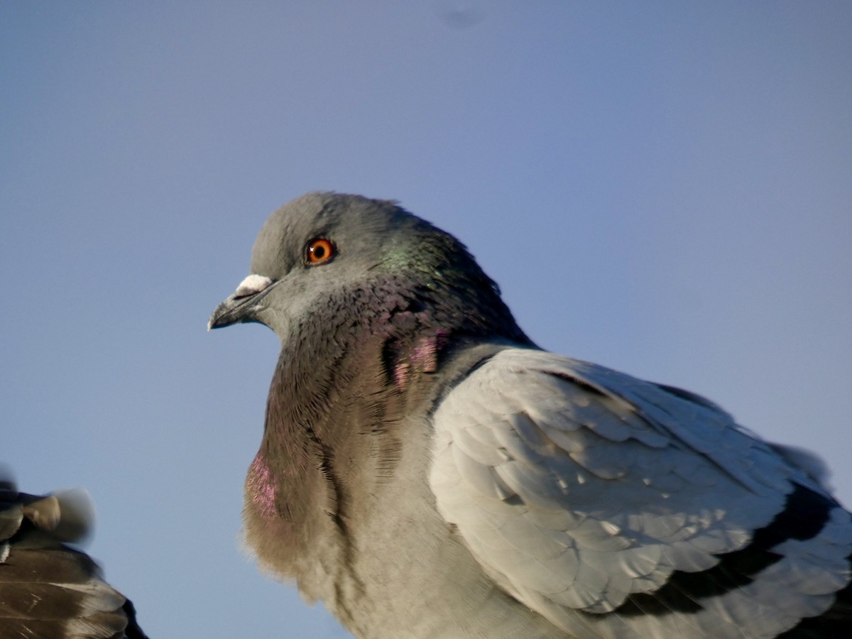 Rock Pigeon (Feral Pigeon) - ML615939286