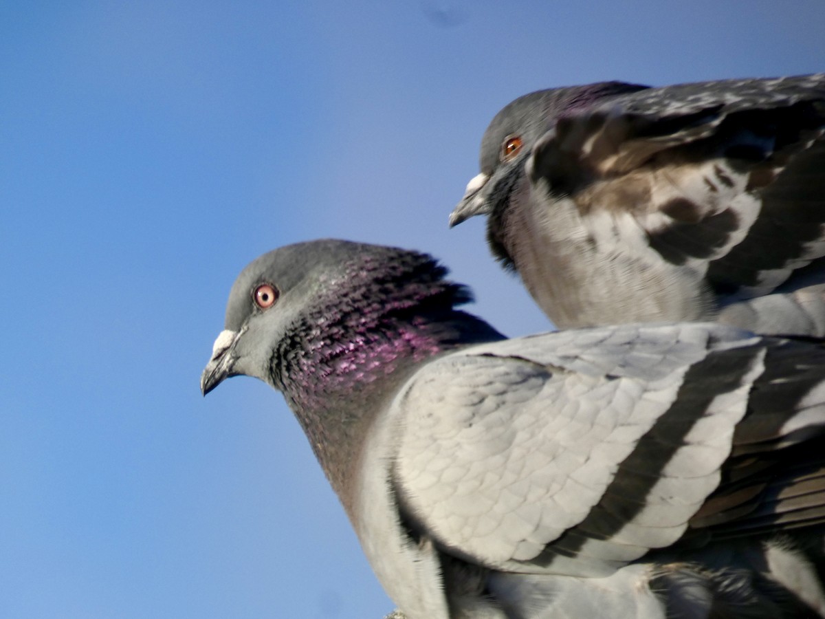 Rock Pigeon (Feral Pigeon) - ML615939287