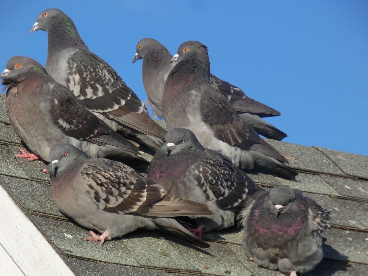 Rock Pigeon (Feral Pigeon) - ML615939289