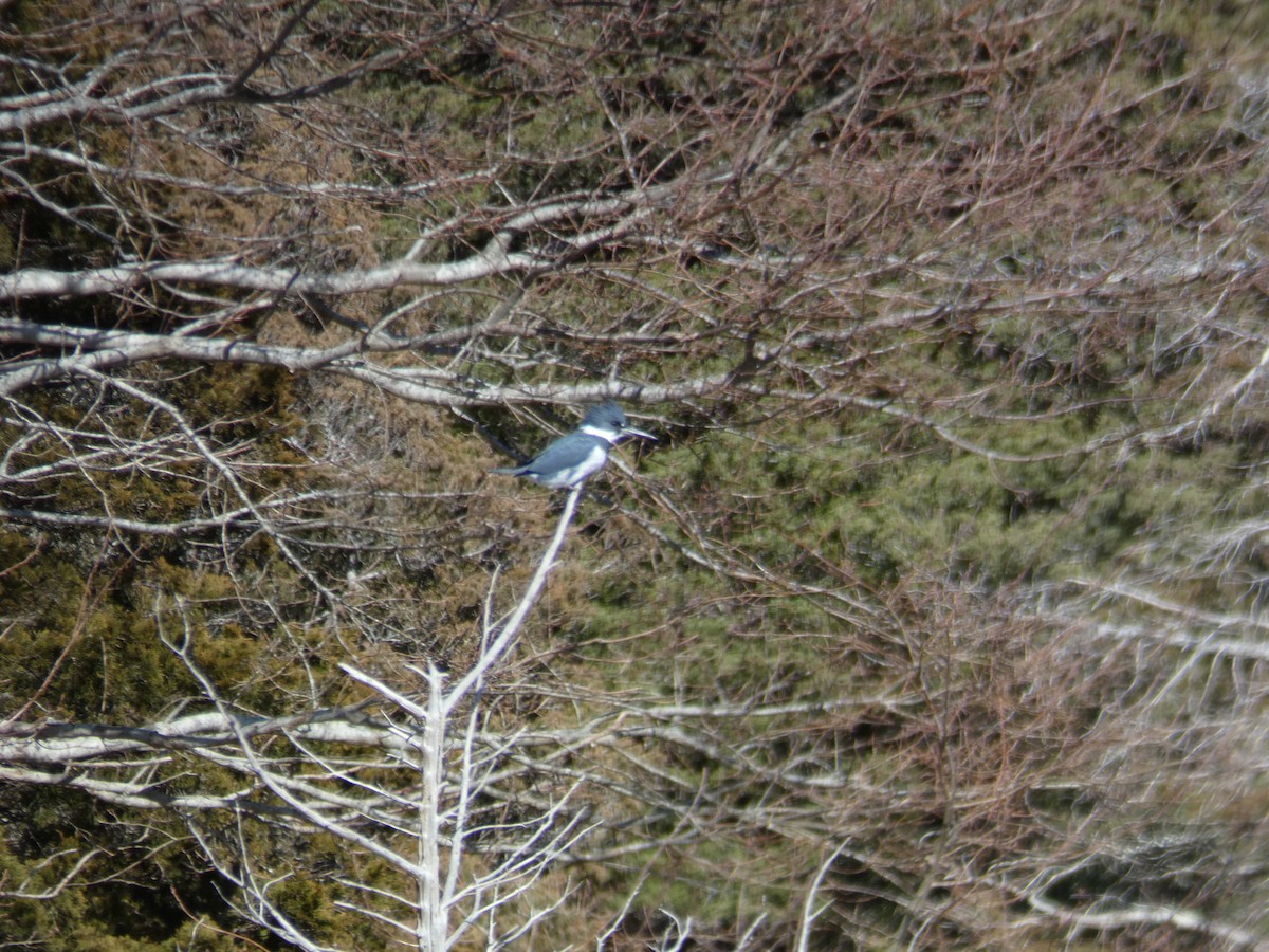 Belted Kingfisher - ML615939337