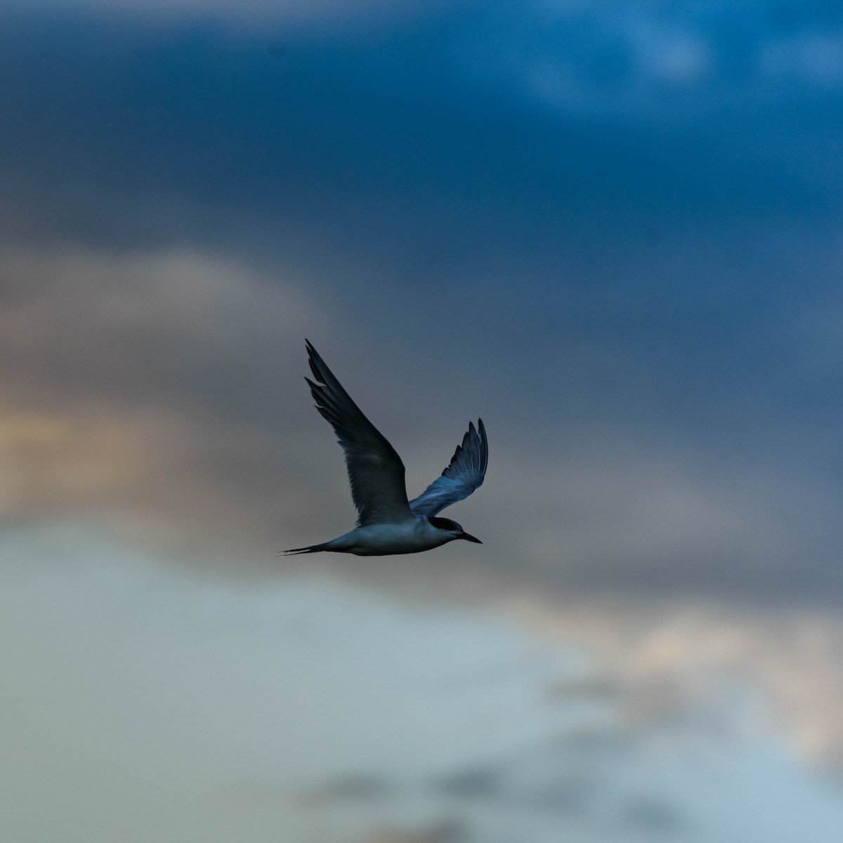 Forster's Tern - Jon Zanone