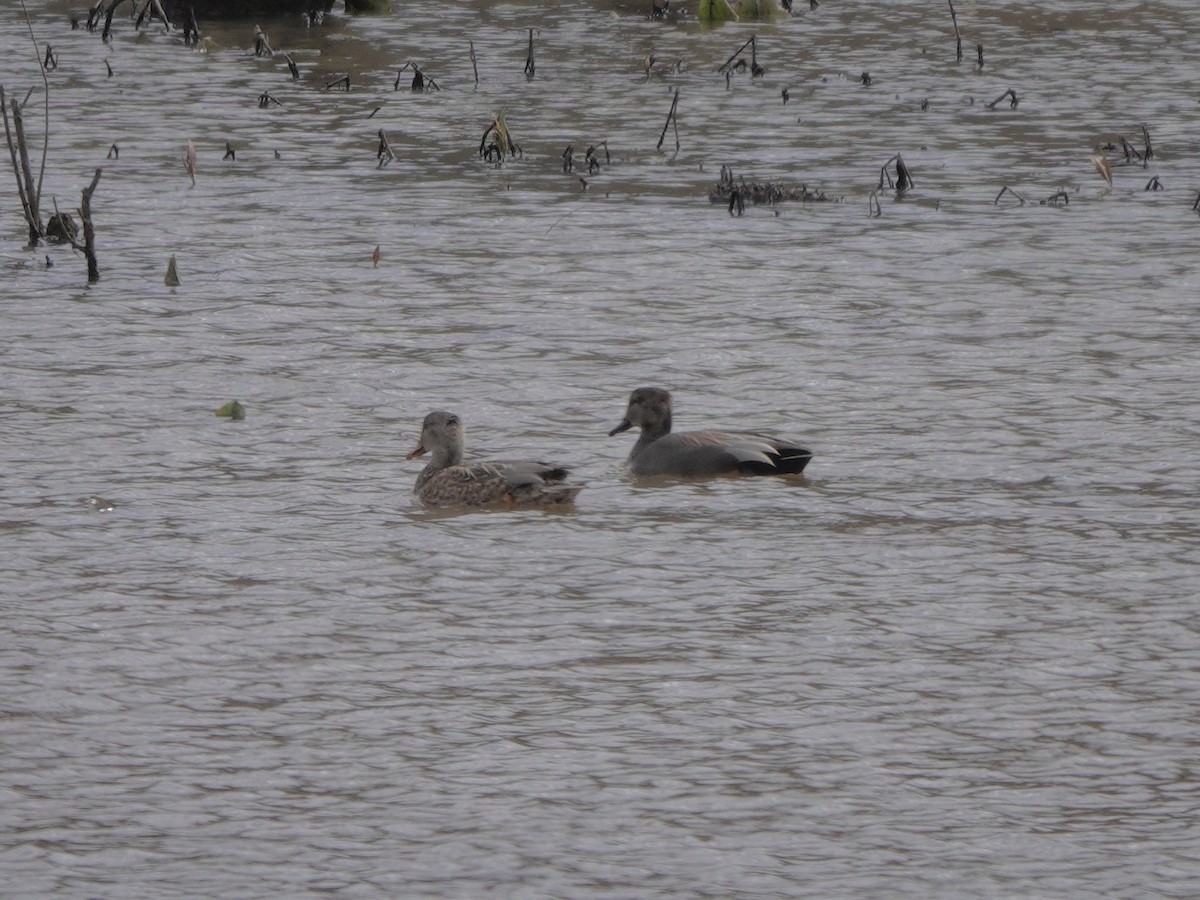 Gadwall - ML615939413