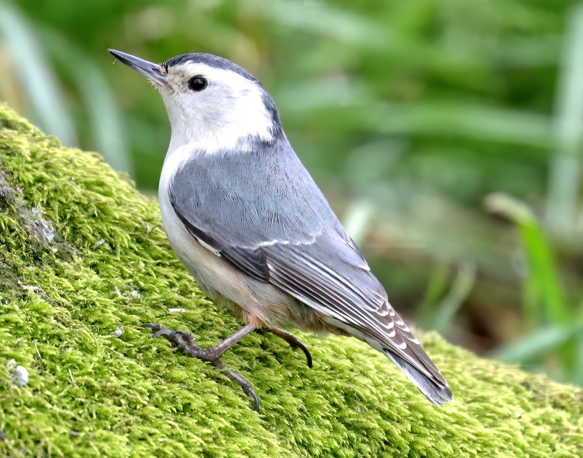 White-breasted Nuthatch - ML615939452