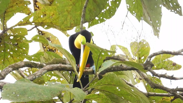 Yellow-throated Toucan - ML615939472