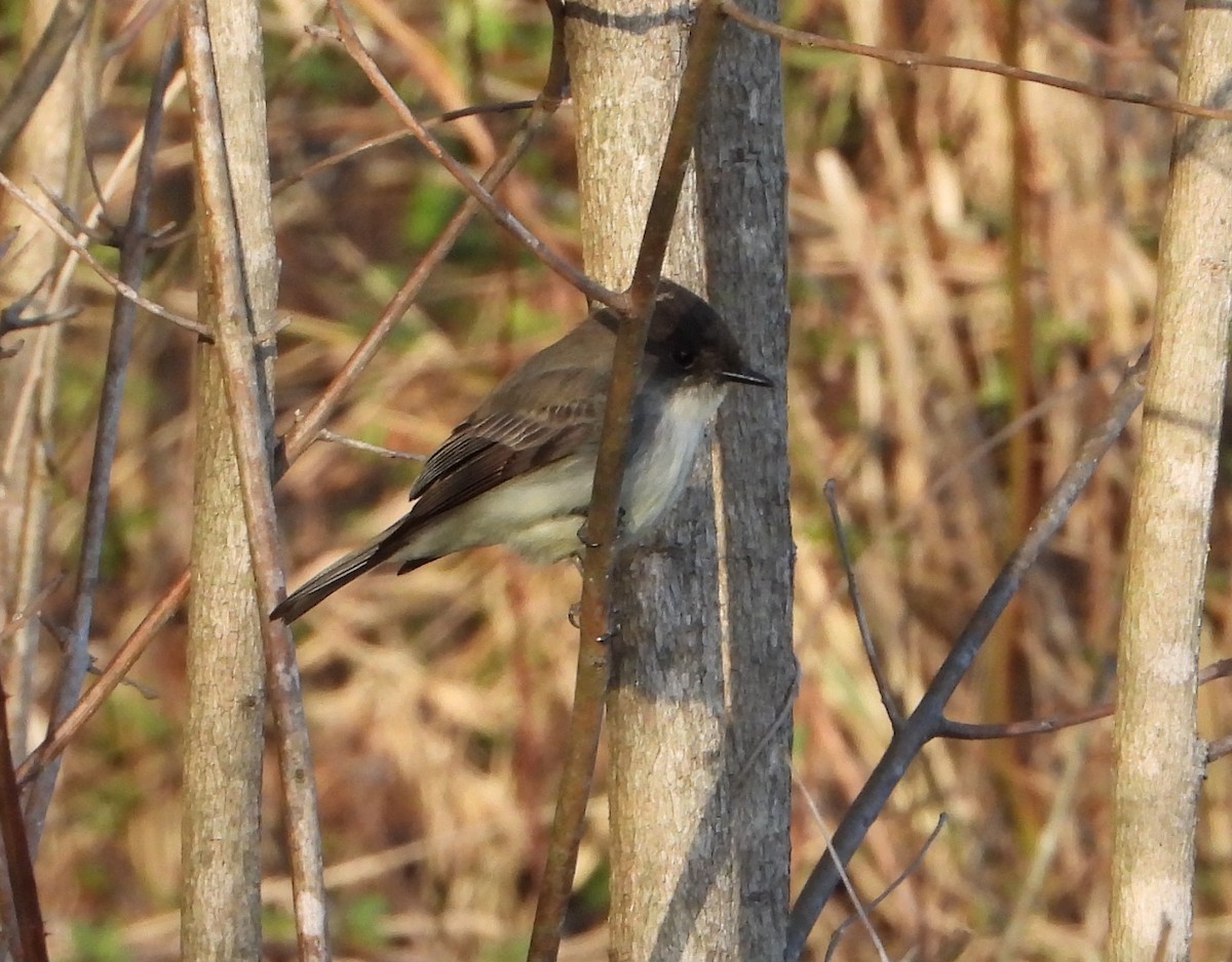 Eastern Phoebe - ML615939589