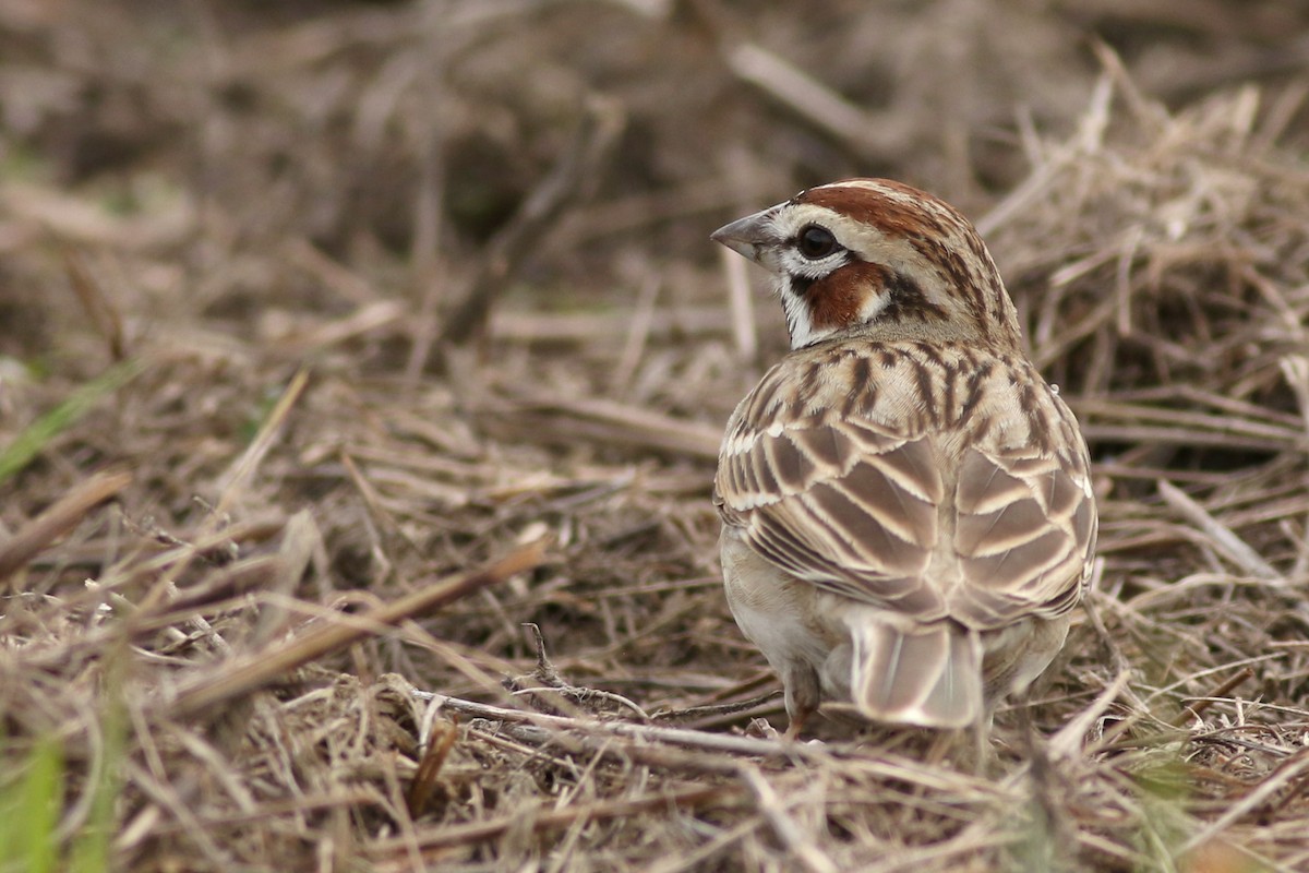 Lark Sparrow - ML615939640