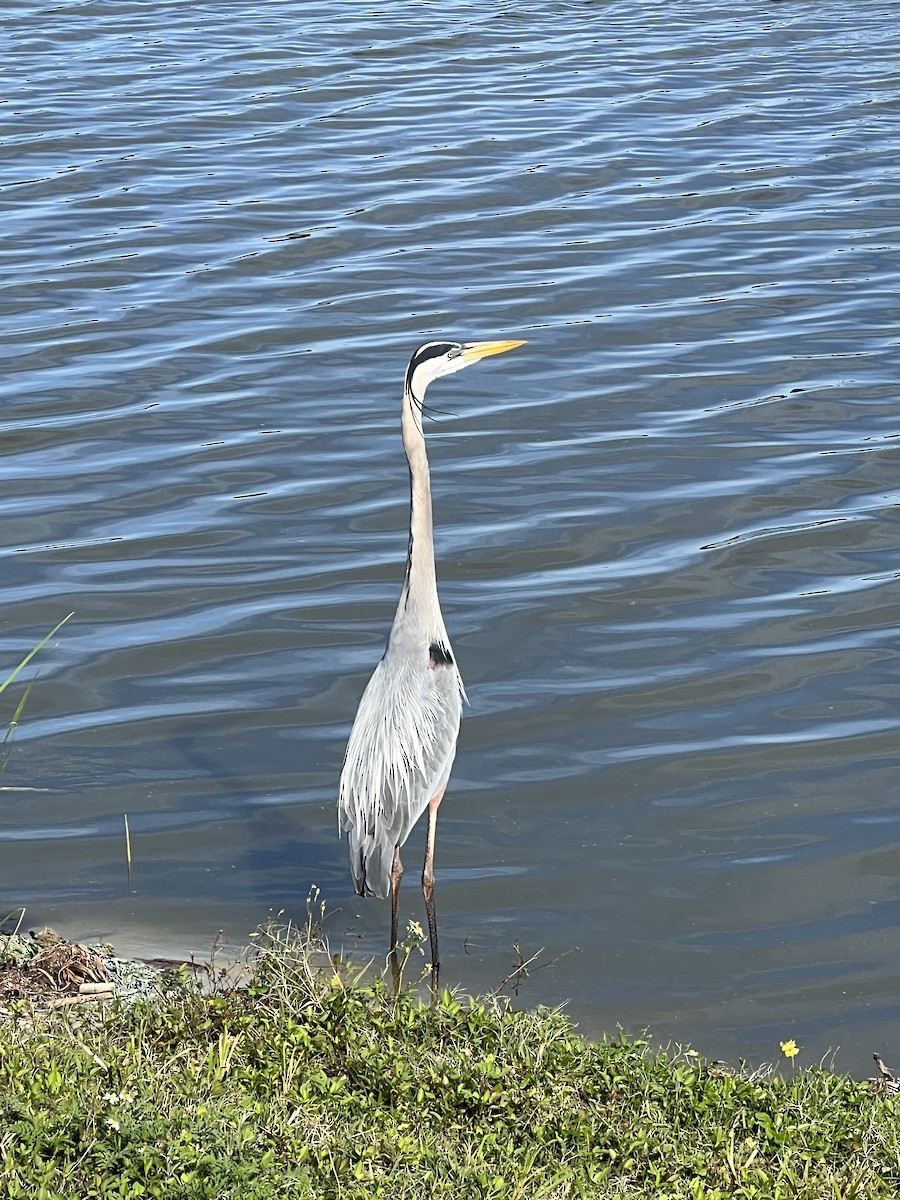 Great Blue Heron - ML615939648