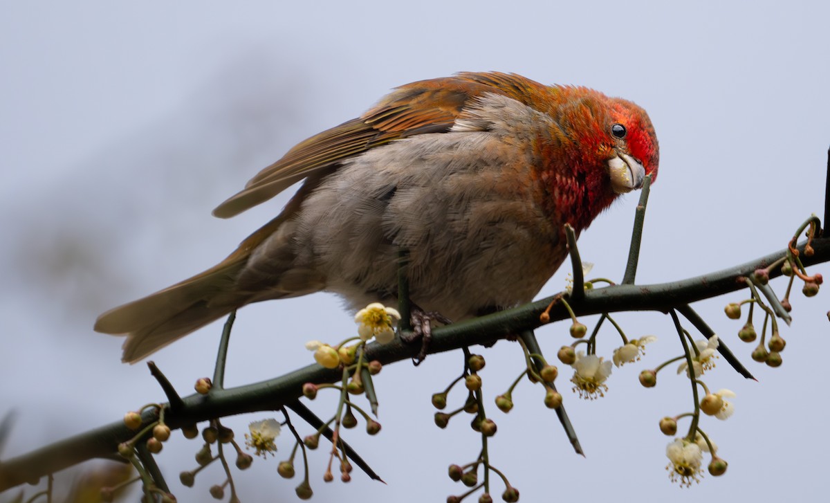 Crimson-browed Finch - ML615939657