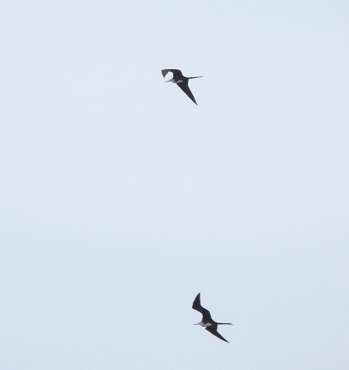 Magnificent Frigatebird - Gustavo Ribeiro