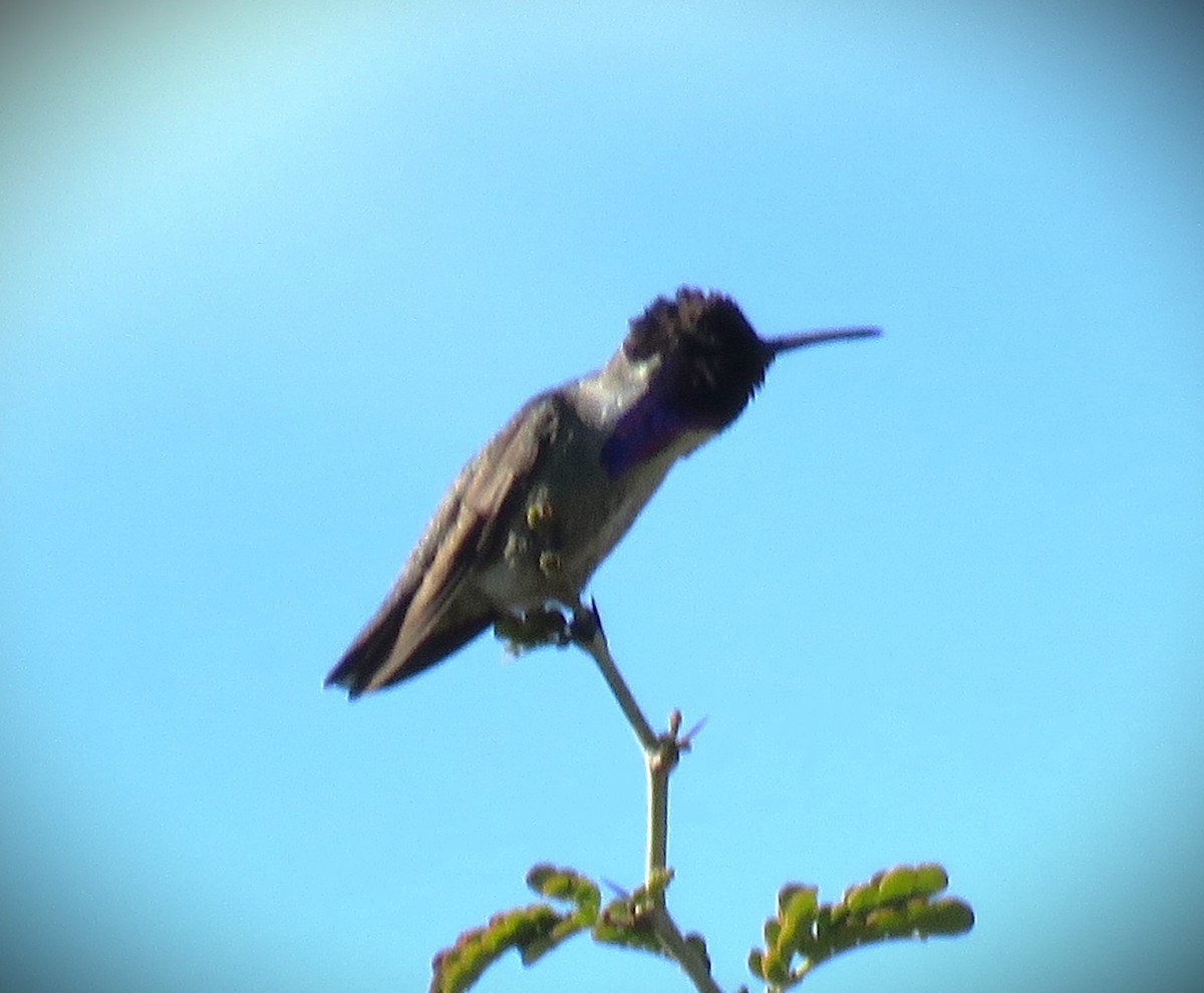 Costa's Hummingbird - Michael Long