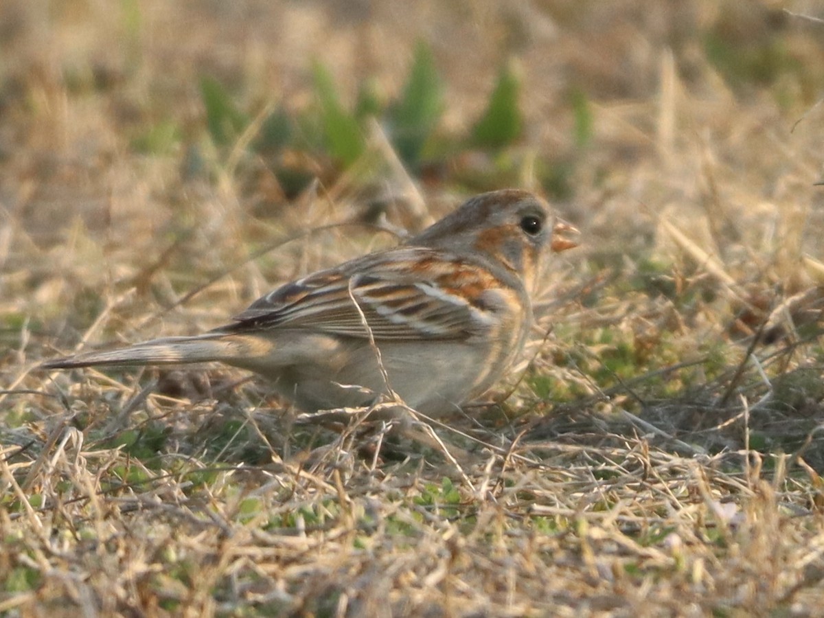 Field Sparrow - Eric Bosch