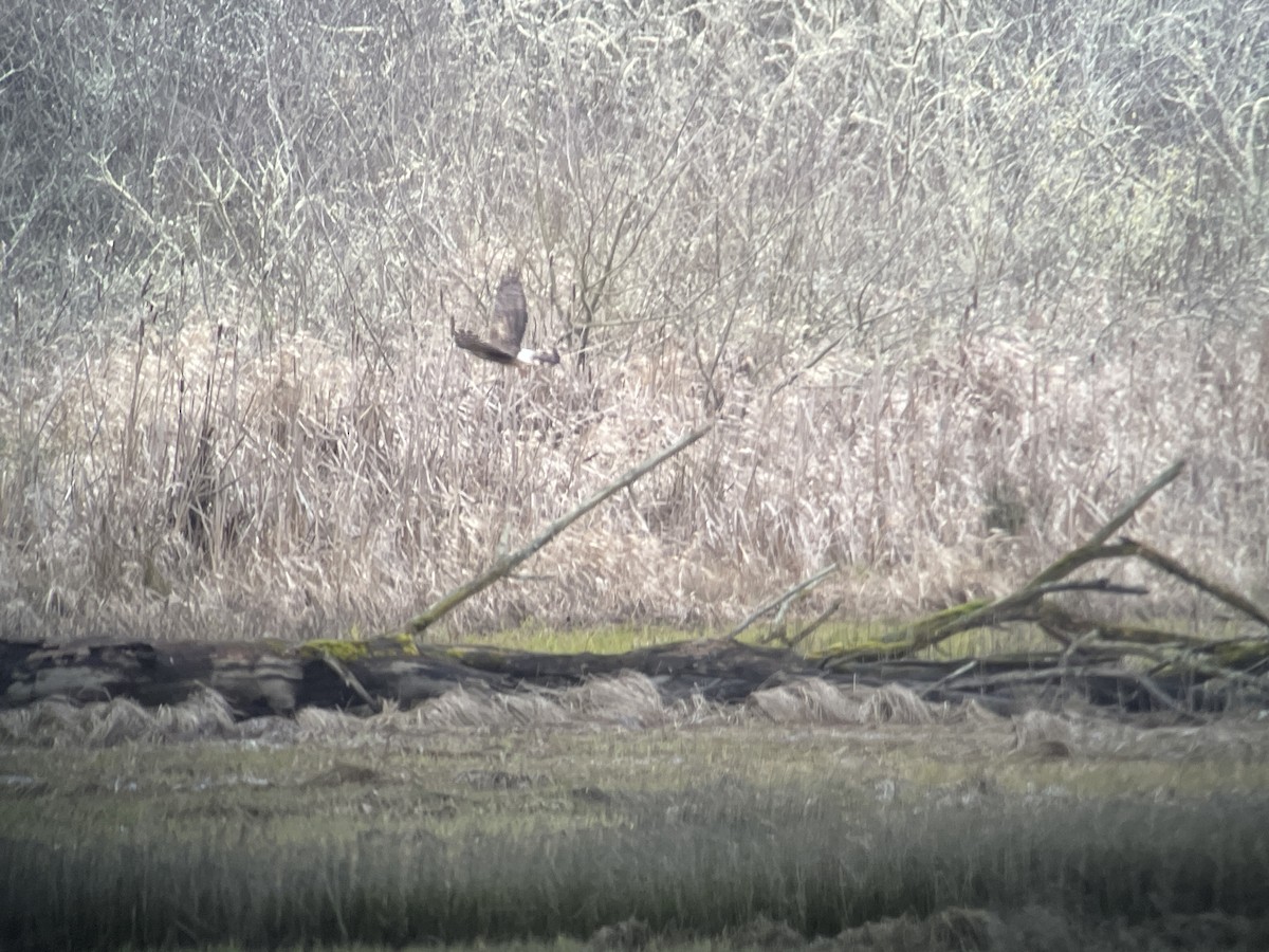 Northern Harrier - Craig R Miller